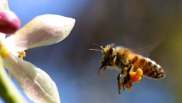 Abeja Abeja