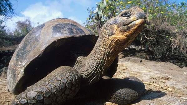 Tortuga gigante Tortuga gigante