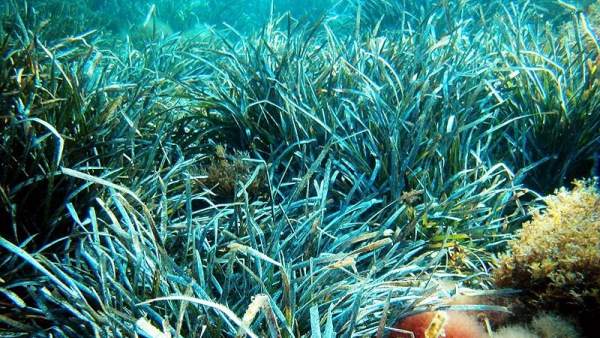 Posidonia oceánica Posidonia oceánica