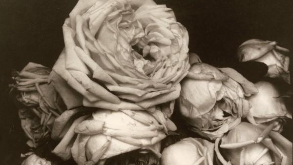 'Heavy Roses', Voulangis, France, 1914 'Heavy Roses', Voulangis, France, 1914