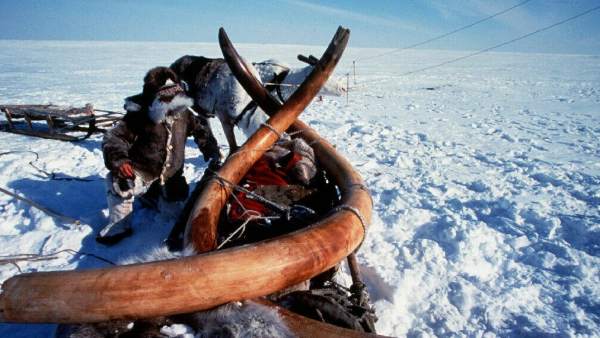 Colmillos de mamut en Siberia Colmillos de mamut en Siberia
