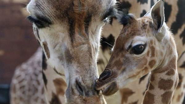 La población de jirafas cae un 43% y corre peligro de extinción