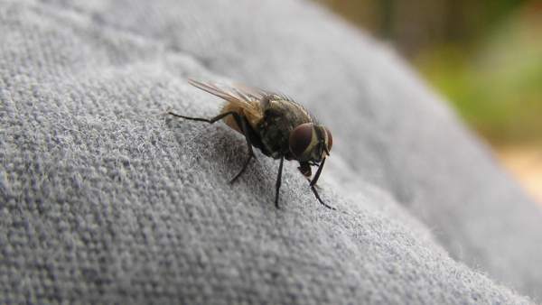 Una mosca Una mosca