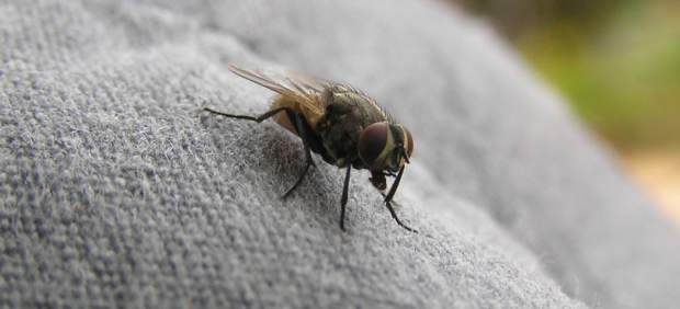 Una mosca
