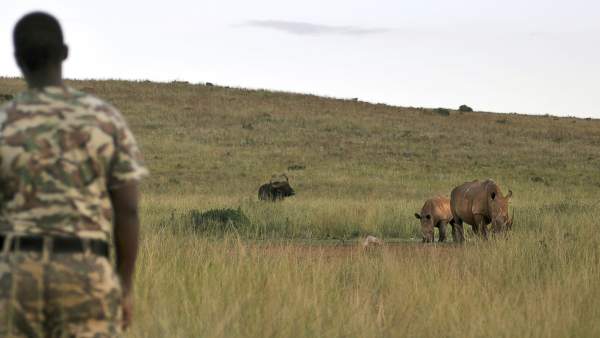 Posible adiós al rinoceronte por la caza furtiva Posible adiós al rinoceronte por la caza furtiva
