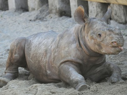 Un bebé rinoceronte juguetón
