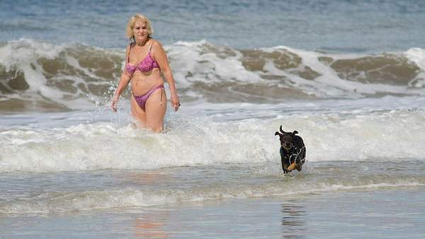 Perro en la playa Perro en la playa