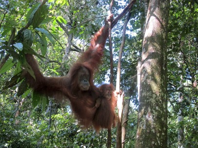 Orangutanes de Sumatra