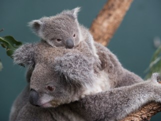 Koala