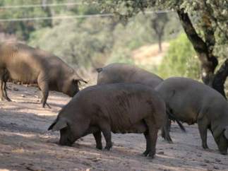 Cerdo Ibérico