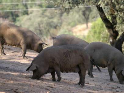 Cerdo Ibérico
