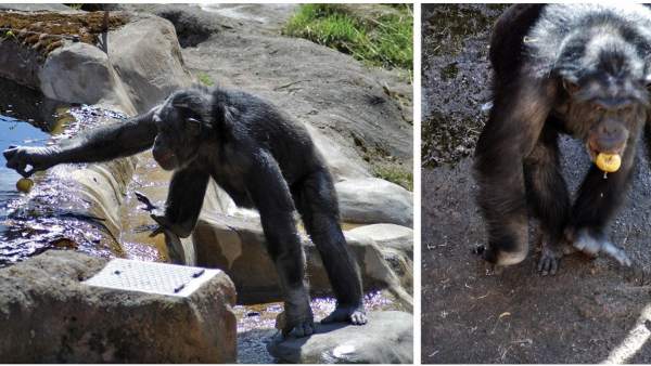 El chimpancé Santino El chimpancé Santino