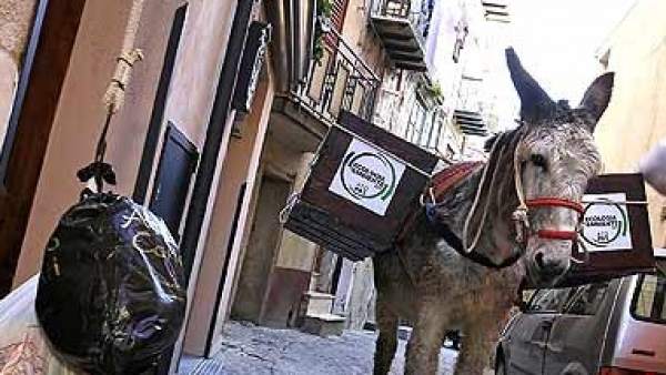 Burros para recoger basura Burros para recoger basura