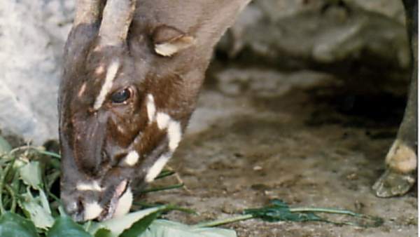 El saola, un animal desconocido El saola, un animal desconocido