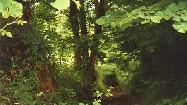 Árboles Árboles