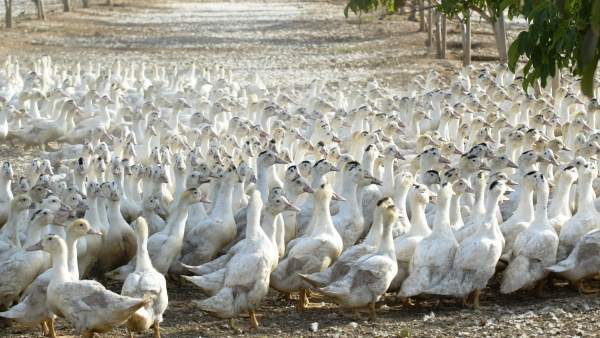 Adiós al consumo de foie gras en California Adiós al consumo de foie gras en California