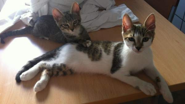 Gatos Gatos