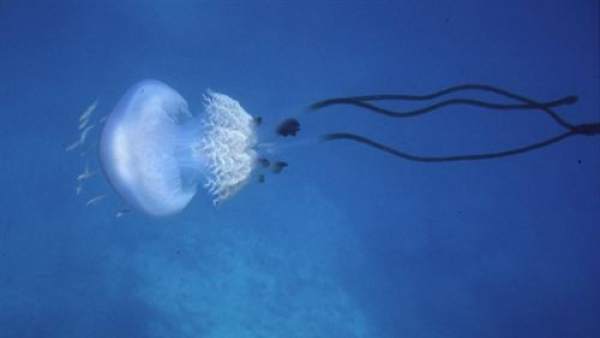 Medusa Rhizostoma Luteum Medusa Rhizostoma Luteum