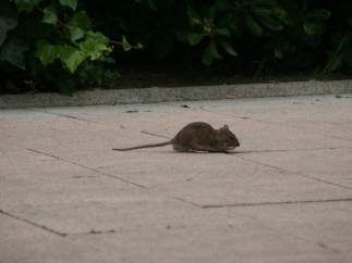 Rata