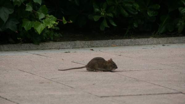 Rata Rata