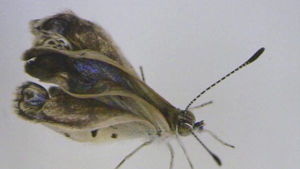 Mariposas Mariposas