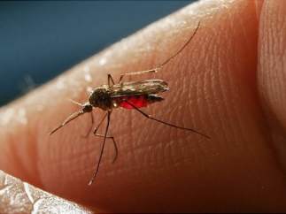 Mosquito