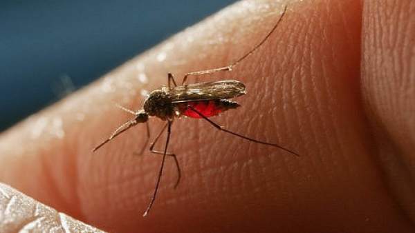 Mosquito Mosquito