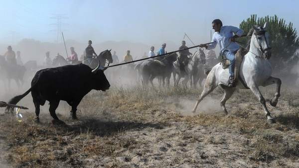 Toro de la Vega Toro de la Vega