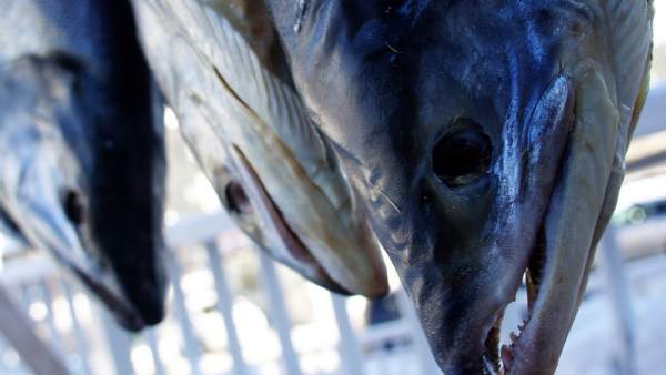 Salmón Salmón