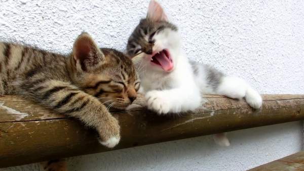 Gatos Gatos
