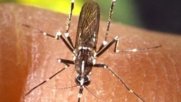 Mosquito Mosquito