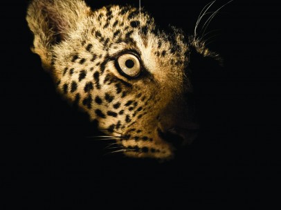 Leopardo