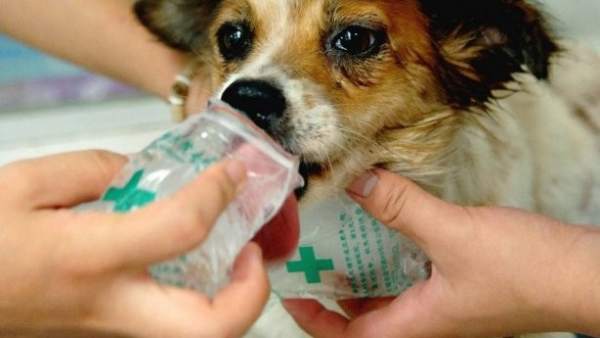 Veterinario Veterinario