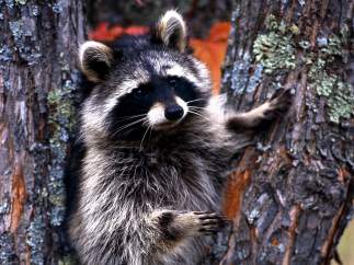 Mapache americano