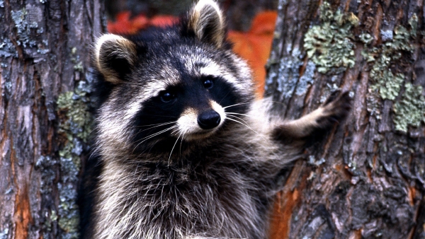 Mapache americano Mapache americano