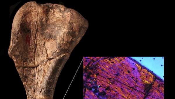 El dinosaurio más antigo descubierto El dinosaurio más antigo descubierto