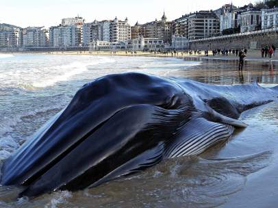 Ballena varada en La Concha