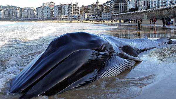 Ballena varada en La Concha Ballena varada en La Concha