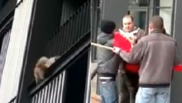 Rescate de un perro Rescate de un perro