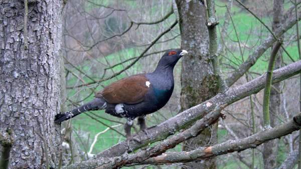 Urogallo Urogallo