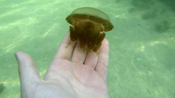 Medusas que no pican Medusas que no pican