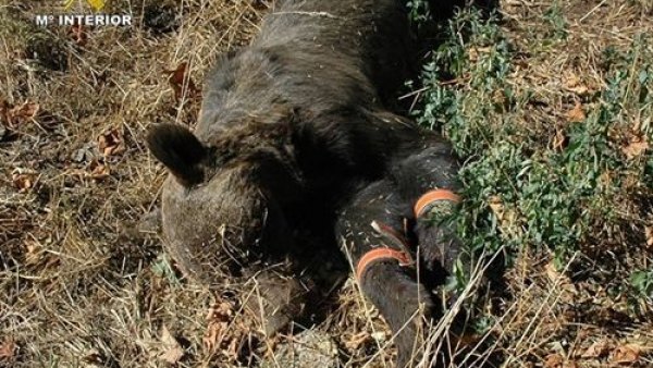 Oso parto Oso parto