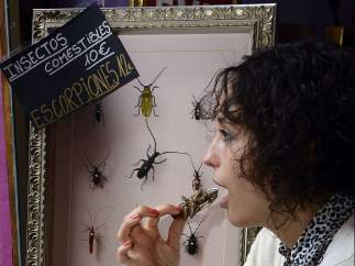 Tapas de insectos en Valladolid
