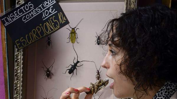 Tapas de insectos en Valladolid Tapas de insectos en Valladolid