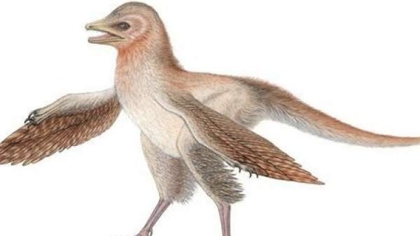 Eosinopteryx Eosinopteryx