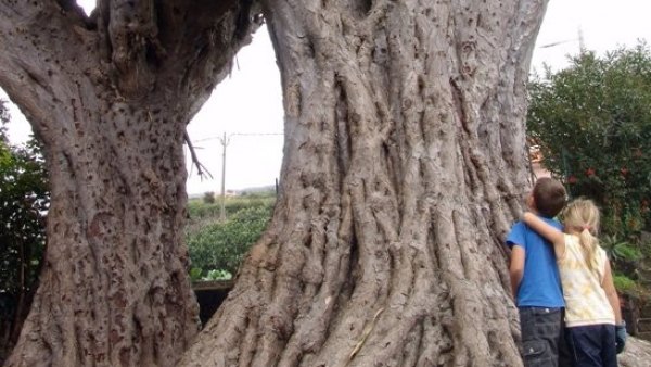 Árbol Árbol