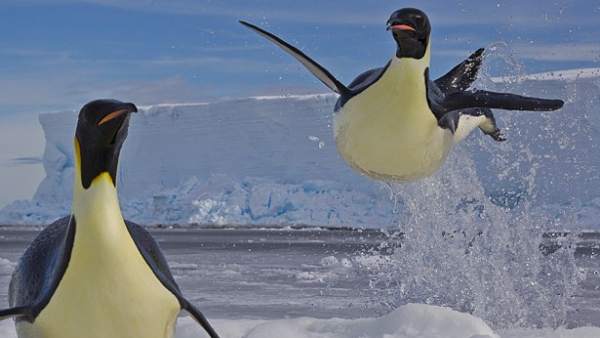 Pingüinos revoloteando Pingüinos revoloteando