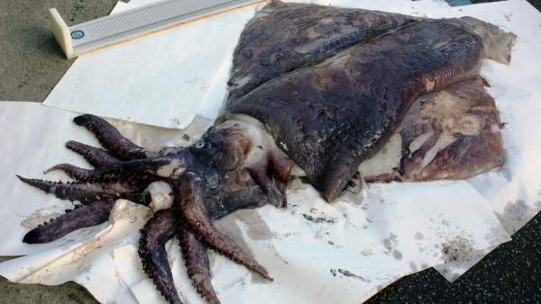 Calamar gigante Calamar gigante