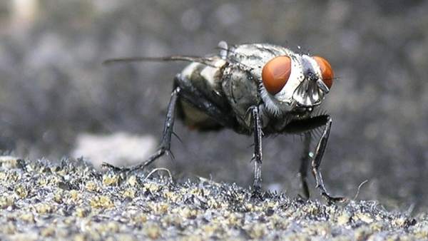 Mosca Mosca