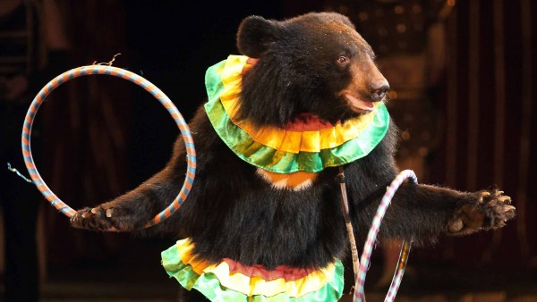 Un oso en un circo Un oso en un circo
